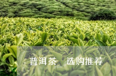 普洱茶 选购推荐/2023041081694